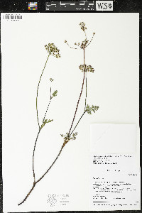 Lomatium utriculatum image