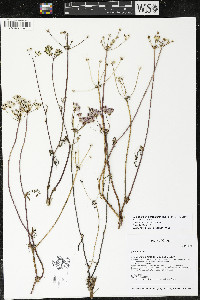 Lomatium utriculatum image