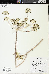 Lomatium brevifolium image