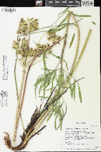 Lomatium brevifolium image