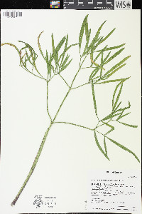 Lomatium brevifolium image
