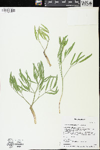 Lomatium brevifolium image