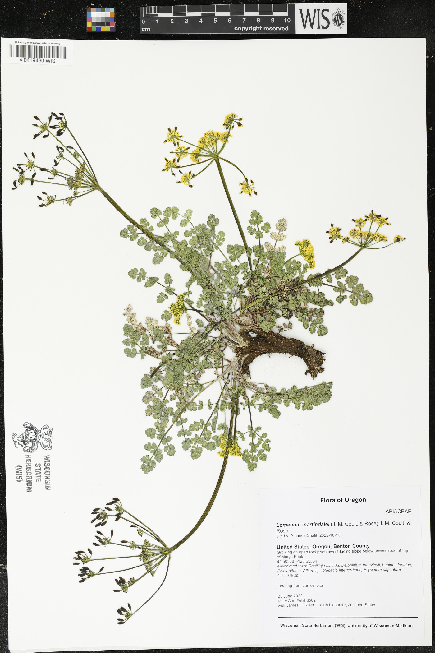 Lomatium martindalei image