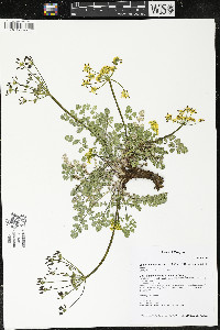 Lomatium martindalei image