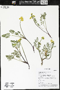 Lomatium utriculatum image