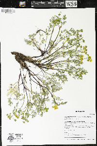 Lomatium utriculatum image