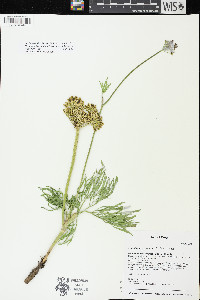 Lomatium brevifolium image
