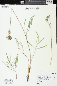Lomatium brevifolium image