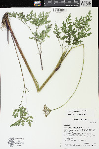Ligusticum grayi image