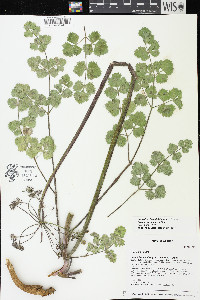 Lomatium howellii image