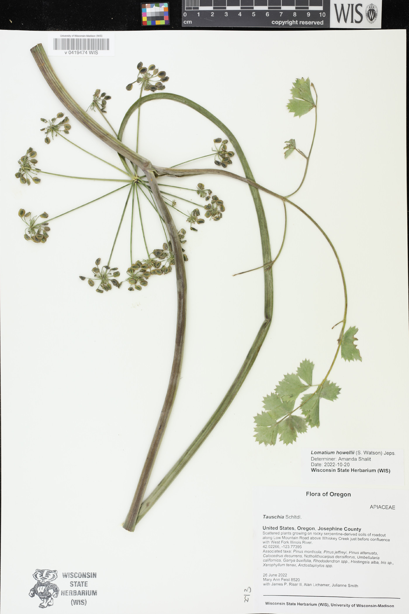 Lomatium howellii image