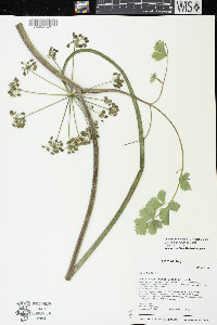 Lomatium howellii image