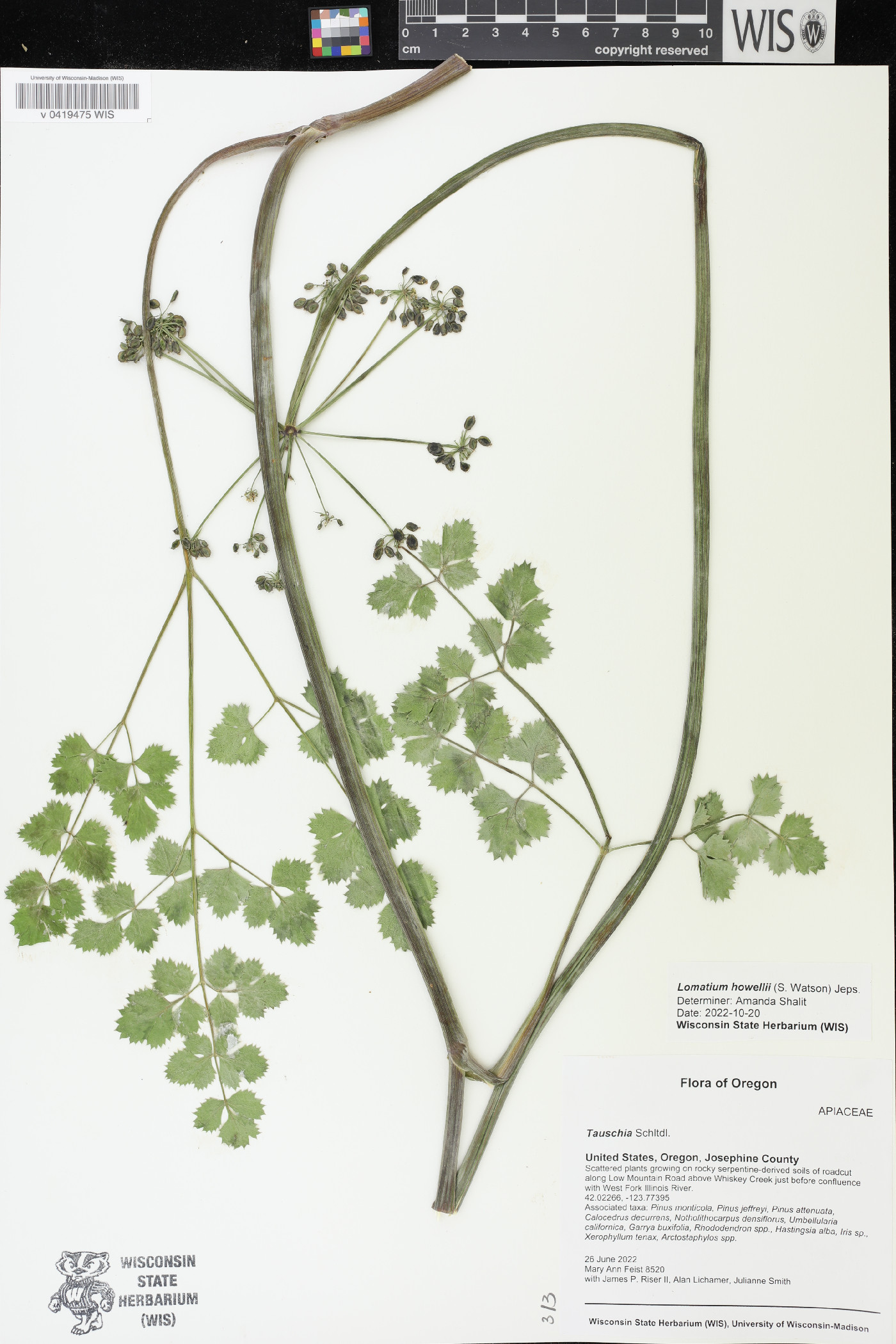 Lomatium howellii image