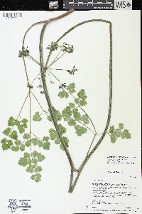 Lomatium howellii image