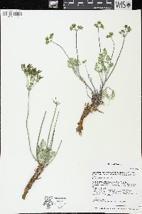 Lomatium foeniculaceum subsp. macdougalii image