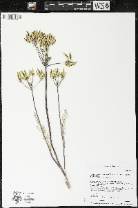 Lomatium macrocarpum image