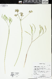 Lomatium brevifolium image