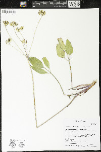 Lomatium nudicaule image