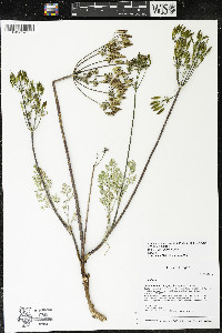 Lomatium macrocarpum image