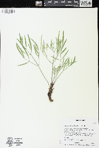 Lomatium brevifolium image