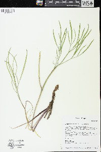 Lomatium brevifolium image