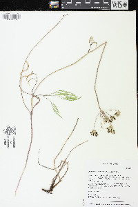 Lomatium brevifolium image