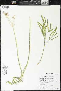 Lomatium brevifolium image