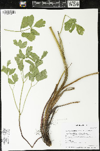 Lomatium nudicaule image