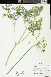 Lomatium multifidum image