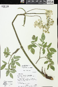 Angelica californica image