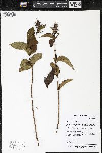 Diervilla lonicera image