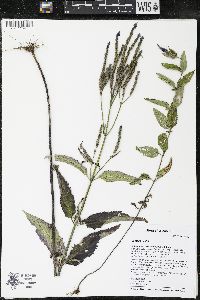 Verbena hastata image