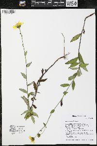 Hieracium umbellatum image