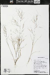 Aristida tuberculosa image