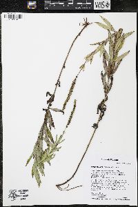 Veronicastrum virginicum image