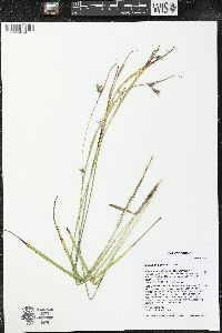 Scleria triglomerata image