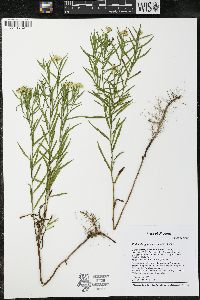 Euthamia gymnospermoides image