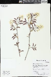 Amelanchier interior image