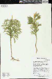 Dendrolycopodium hickeyi image