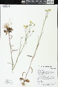 Crepis tectorum image