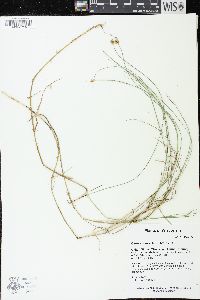 Carex chordorrhiza image