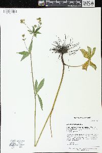 Sanicula marilandica image