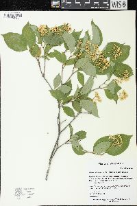 Cornus foemina subsp. racemosa image