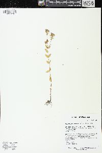 Hypericum boreale image