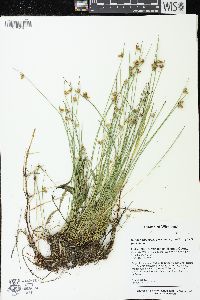 Schoenoplectiella purshiana image