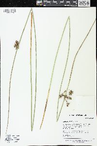 Juncus pylaei image