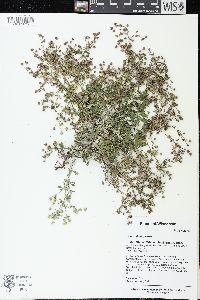 Potentilla argentea image