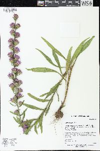 Liatris aspera image