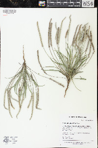 Plantago patagonica image