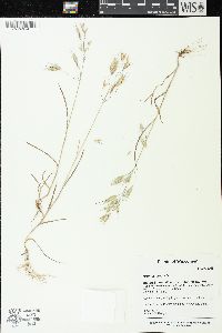 Bromus arvensis image